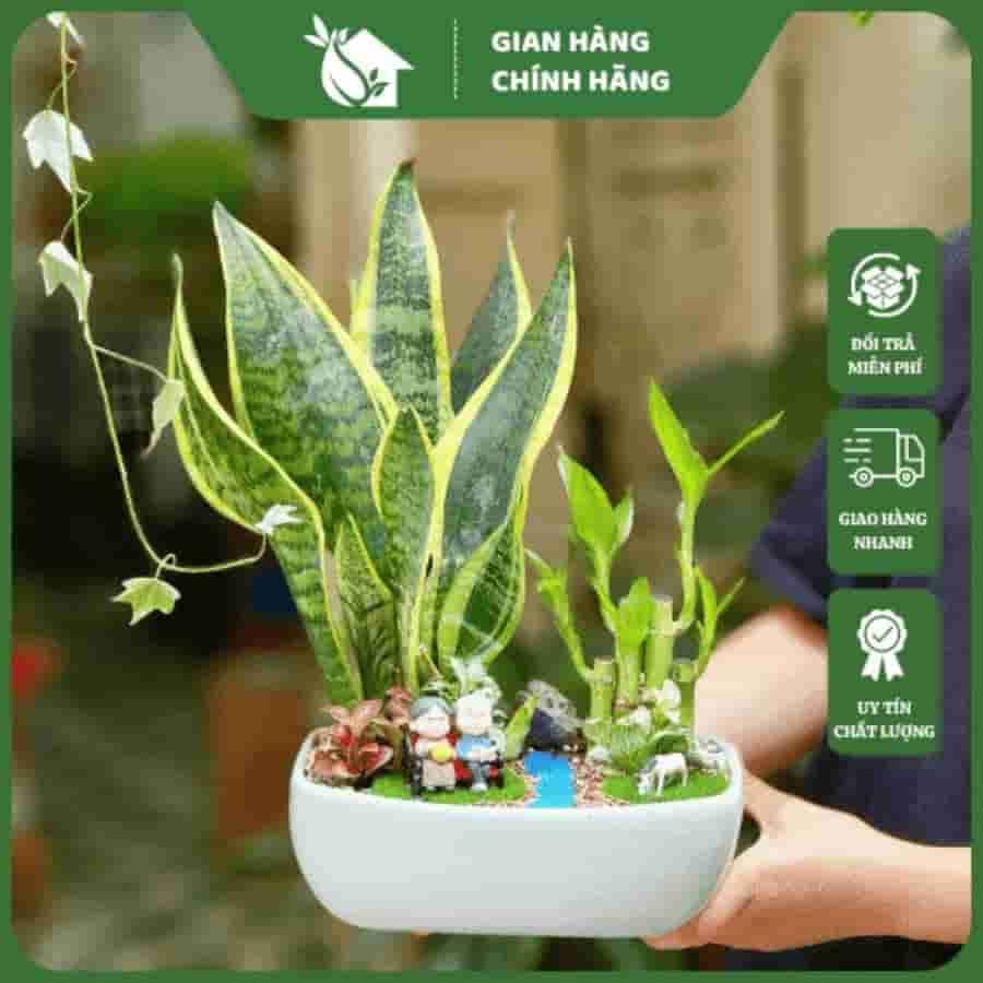 Cây lưỡi hổ lọc không khí đặt tại phòng khách