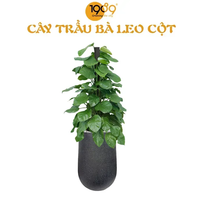 Cây trầu bà trang trí tinh tế trong phòng khách